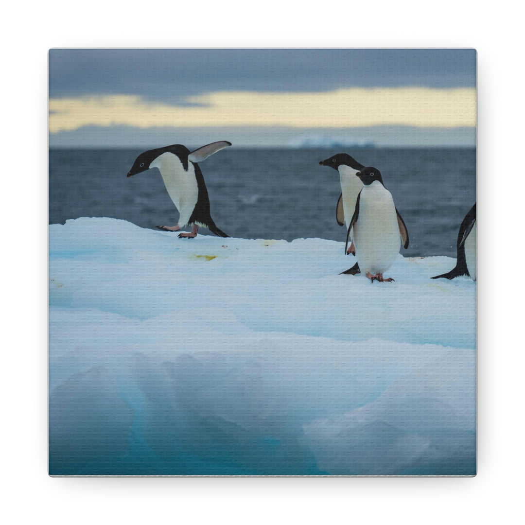 Penguin Dance - Canvas