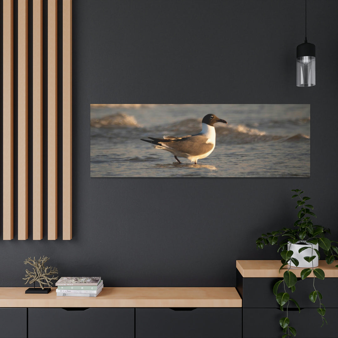 Laughing Gull in the Surf - Canvas