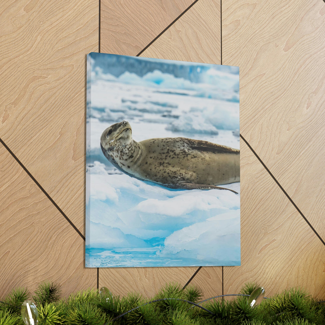 Leopard Seal Relaxing - Canvas