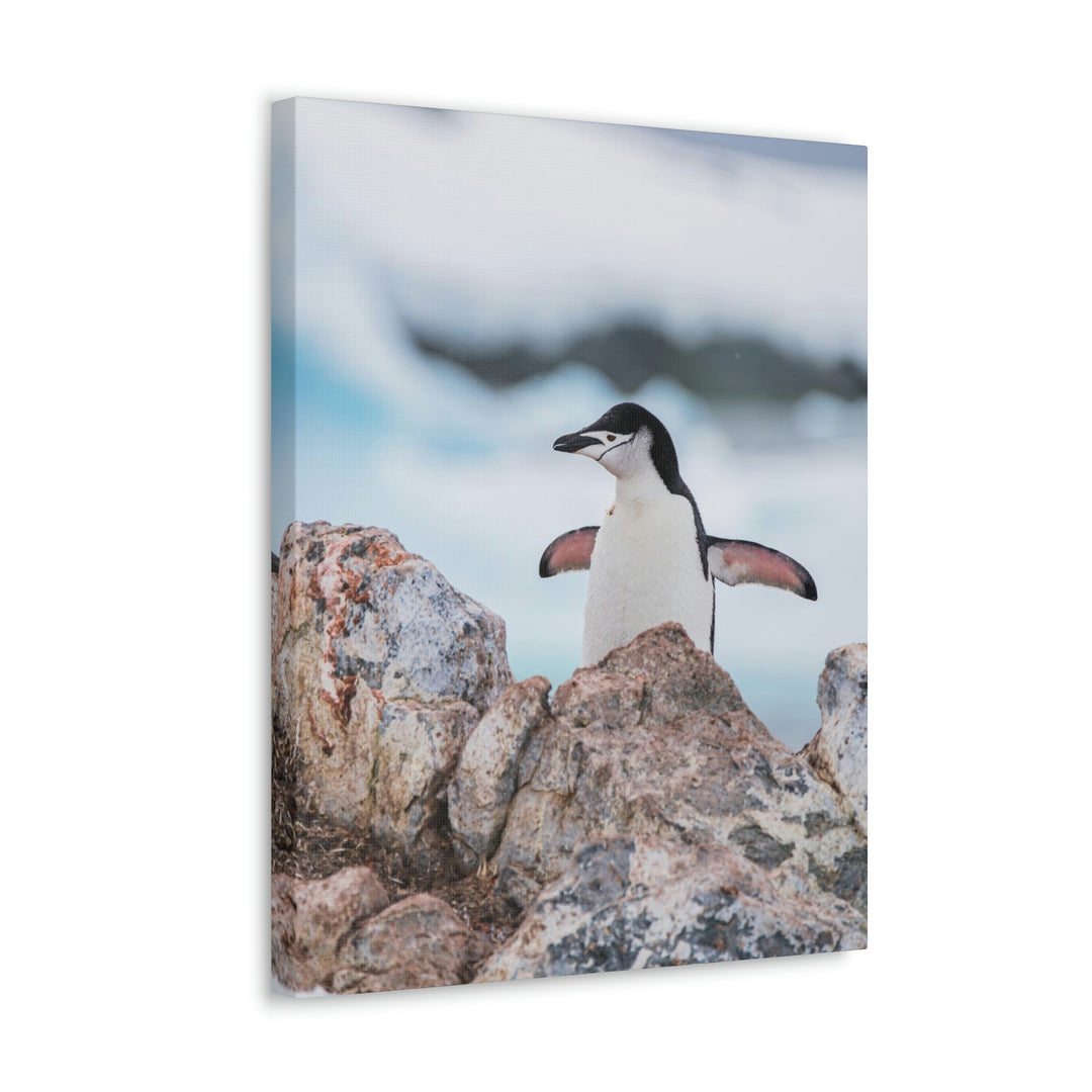 Stretched Penguin - Canvas