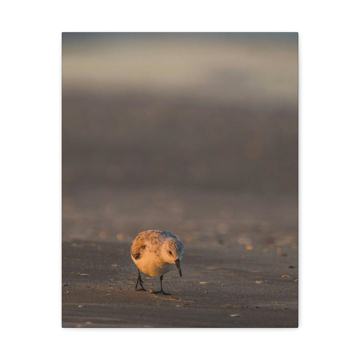 Feeding Sanderling - Canvas