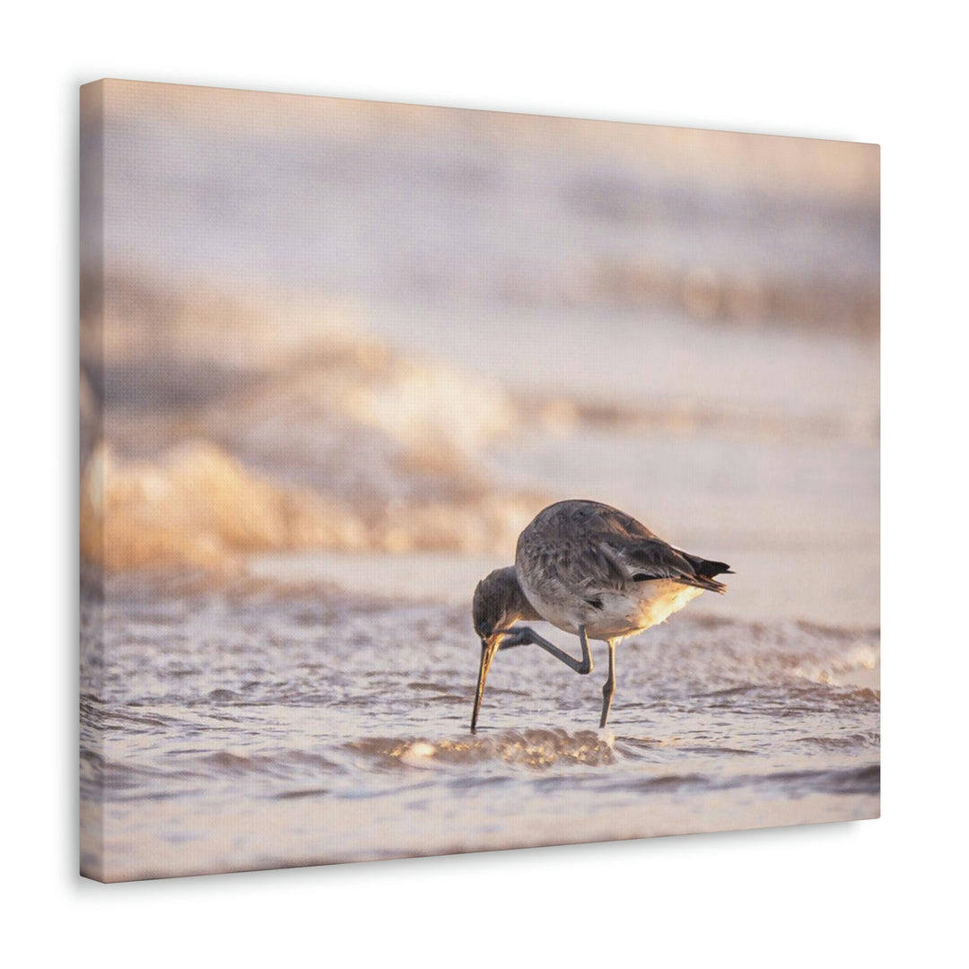 Willet Itch - Canvas