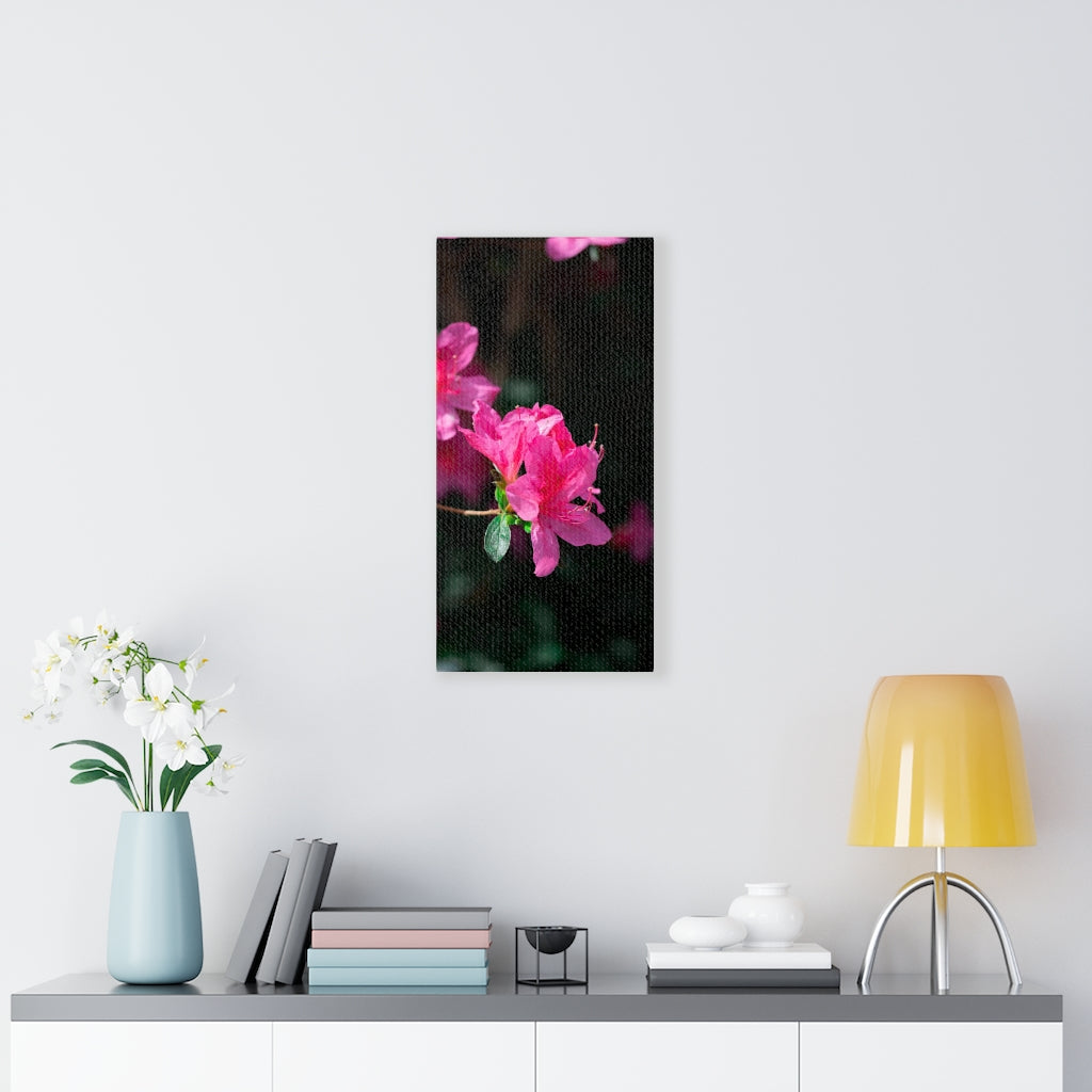 Standout Azalea - Canvas