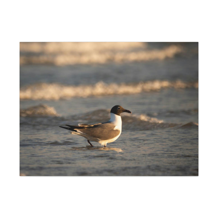 Laughing Gull in the Surf - Canvas