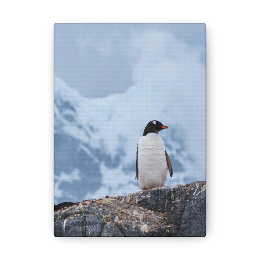 Poised Penguin - Canvas