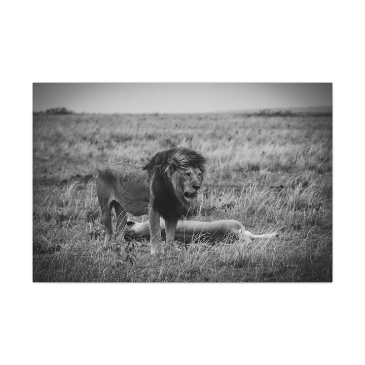 Mating Lions in Black and White - Canvas