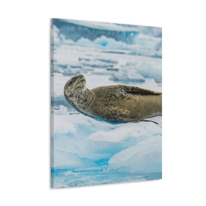 Leopard Seal Relaxing - Canvas