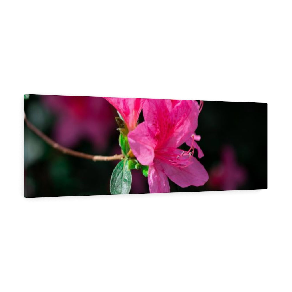 Standout Azalea - Canvas