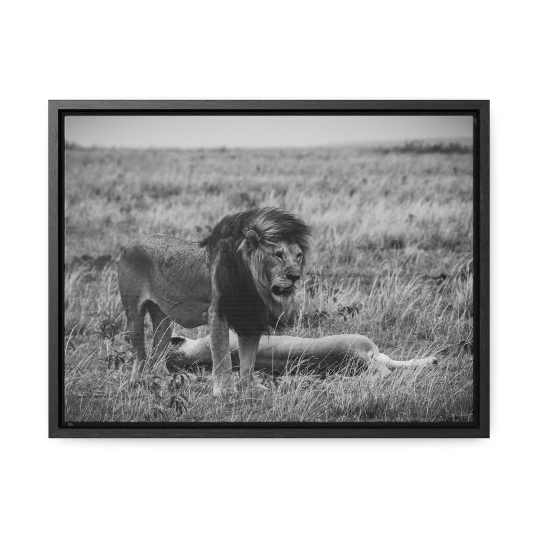 Mating Lions in Black and White - Canvas with Frame