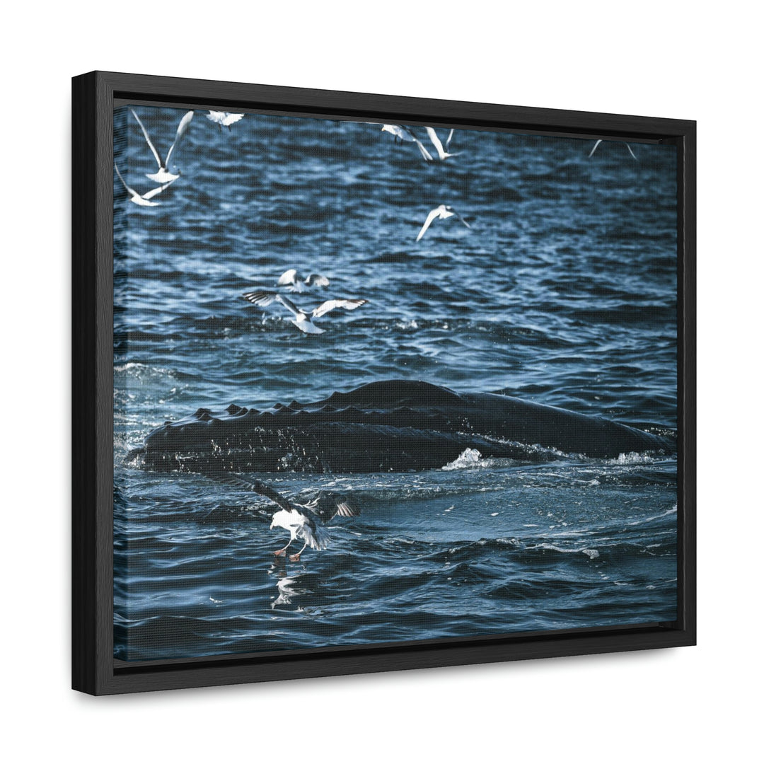 Humpback Hello - Canvas with Frame