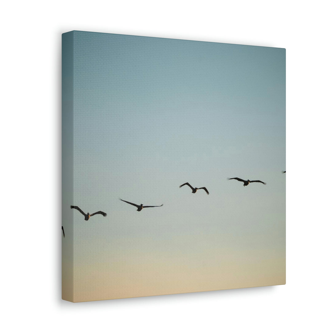 Brown Pelicans in Flight - Canvas