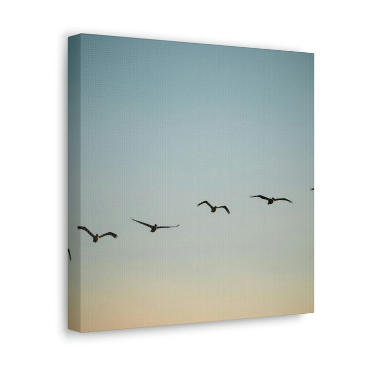 Brown Pelicans in Flight - Canvas