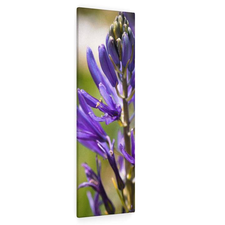 Camas in Bloom - Canvas