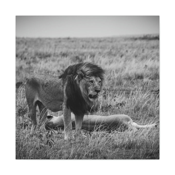 Mating Lions in Black and White - Canvas