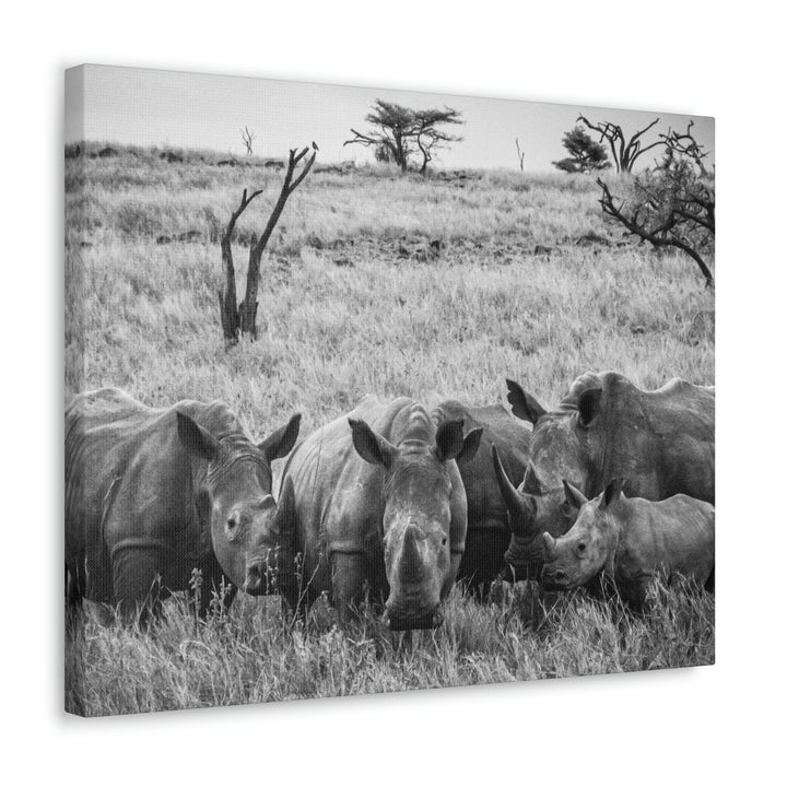 Rhino Family in Black and White - Canvas