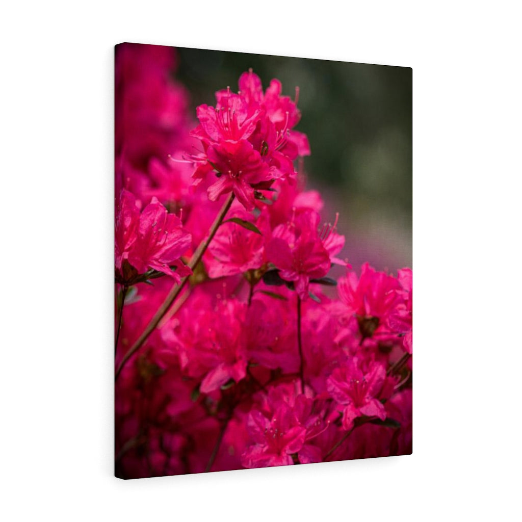 Full Bloom - Canvas