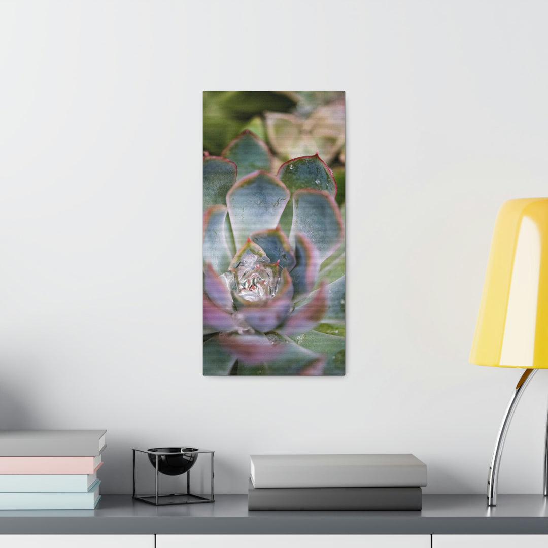 Stunning Succulent - Canvas