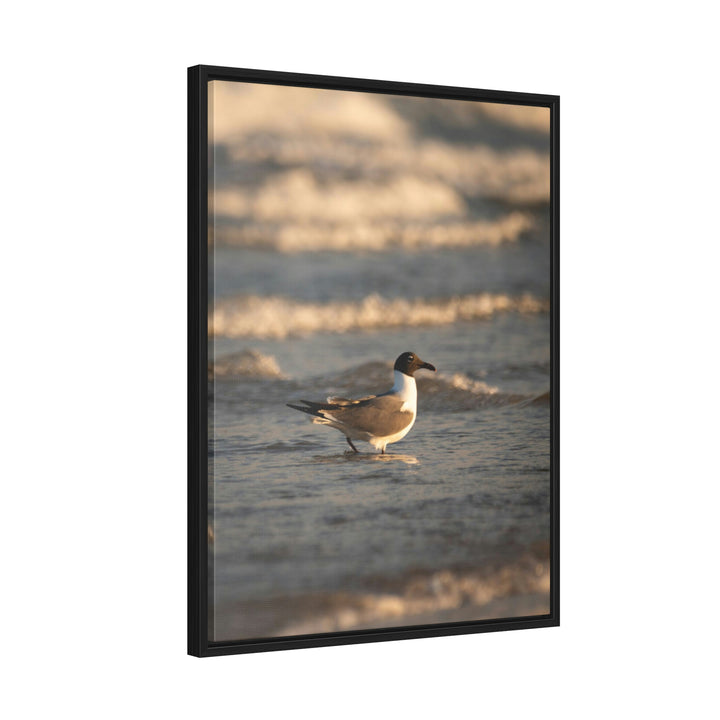 Laughing Gull in the Surf - Canvas with Frame