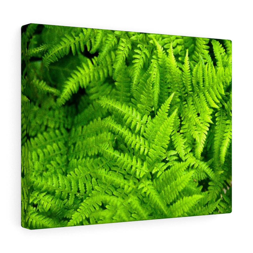 Ferns, Ferns, Ferns - Canvas