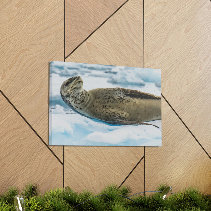 Leopard Seal Relaxing - Canvas