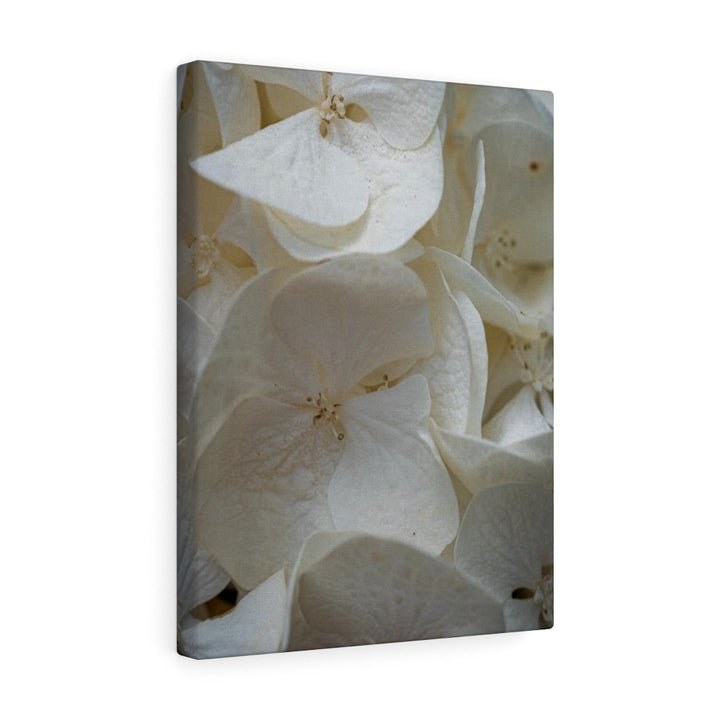 White Hydrangea Detail - Canvas