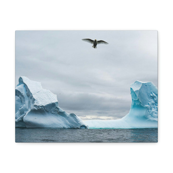 Antarctic Flight - Canvas