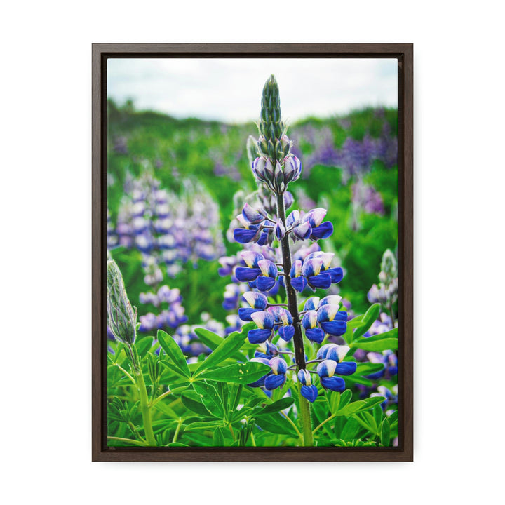 Glowing Lupin - Canvas with Frame