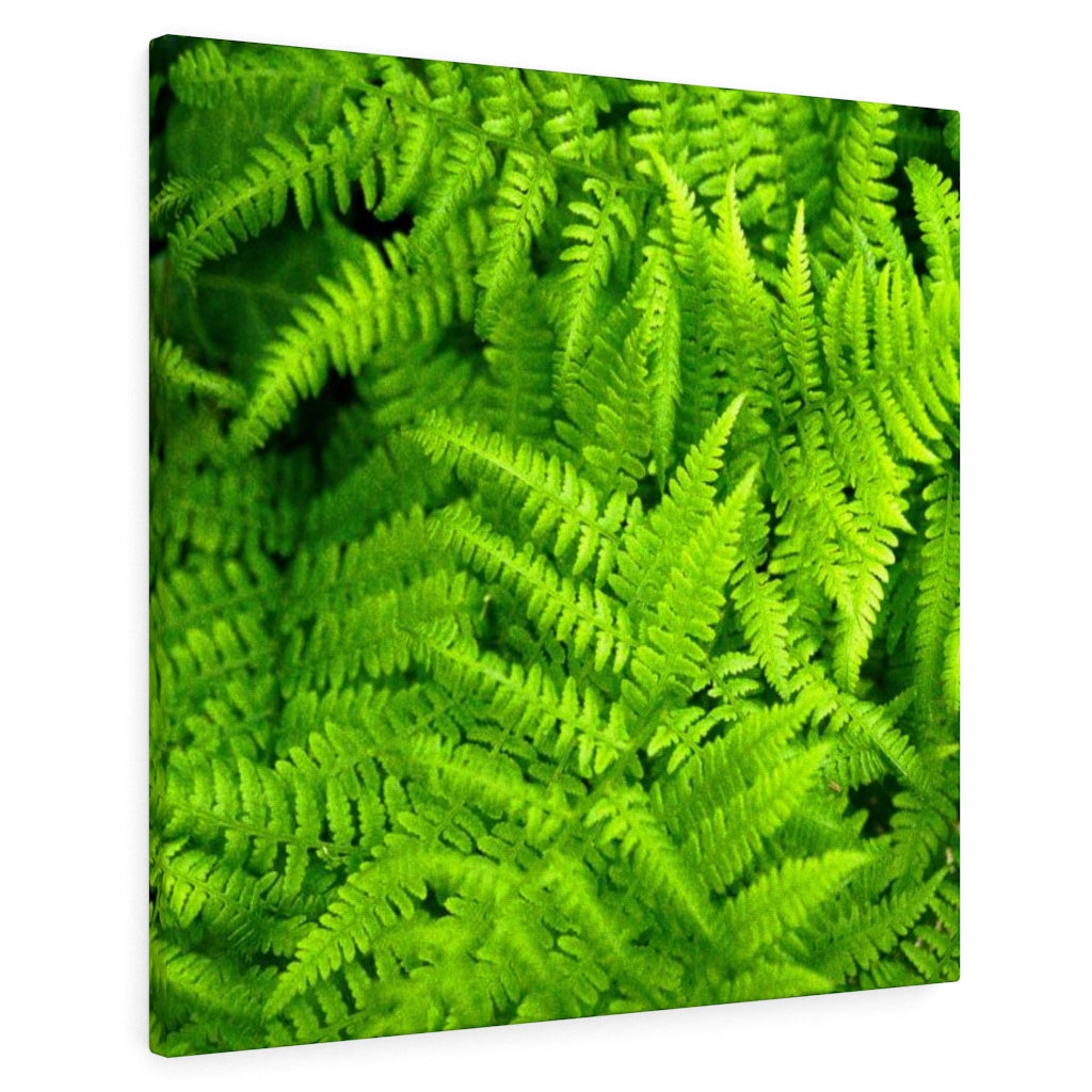 Ferns, Ferns, Ferns - Canvas