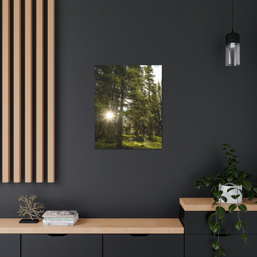 Forest Light - Canvas