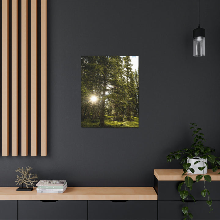 Forest Light - Canvas