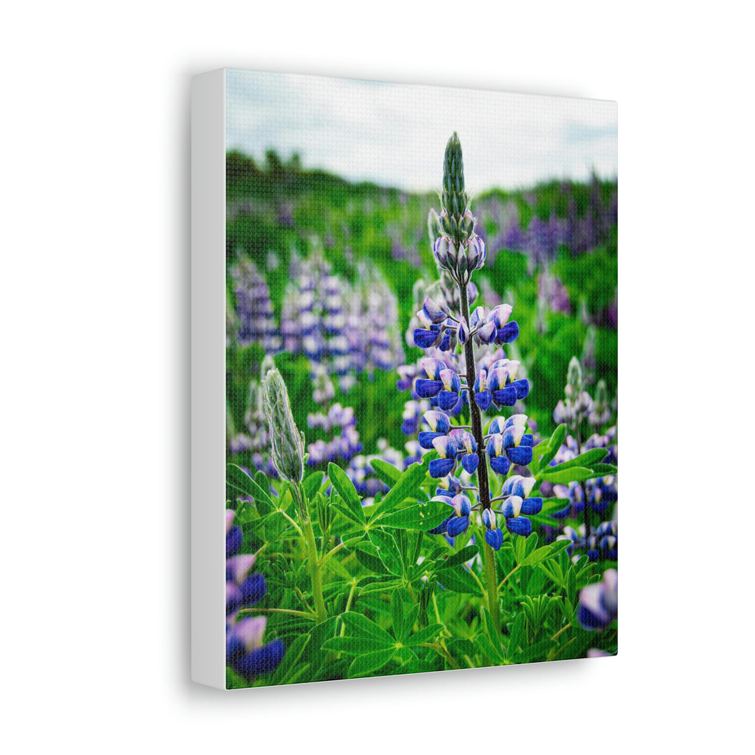 Glowing Lupin - Canvas