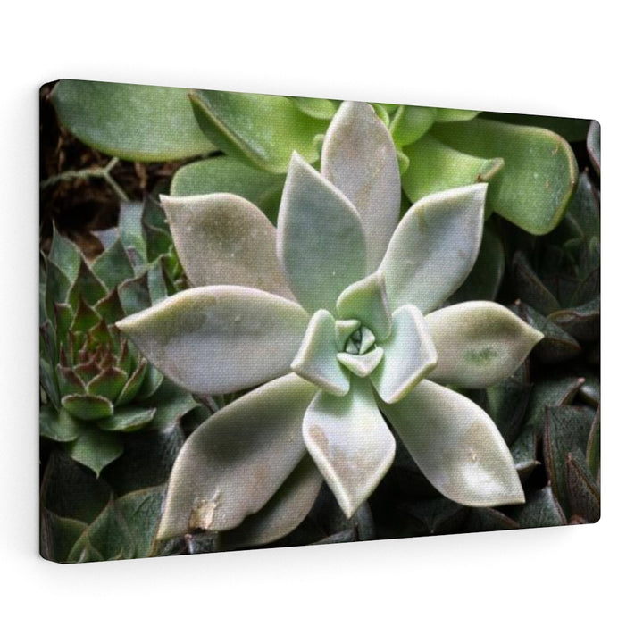 Succulent - Array - Canvas