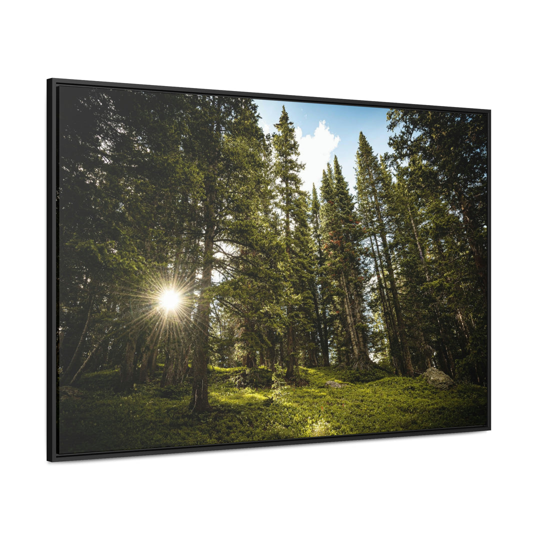 Forest Light - Canvas with Frame