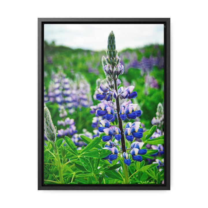 Glowing Lupin - Canvas with Frame