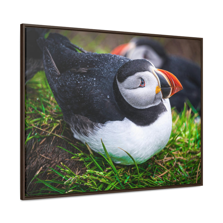 Resting Puffin - Canvas with Frame