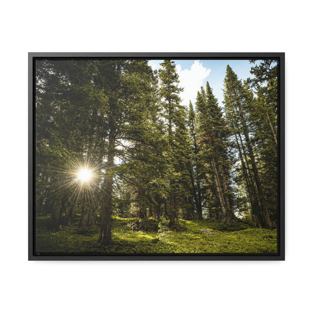 Forest Light - Canvas with Frame