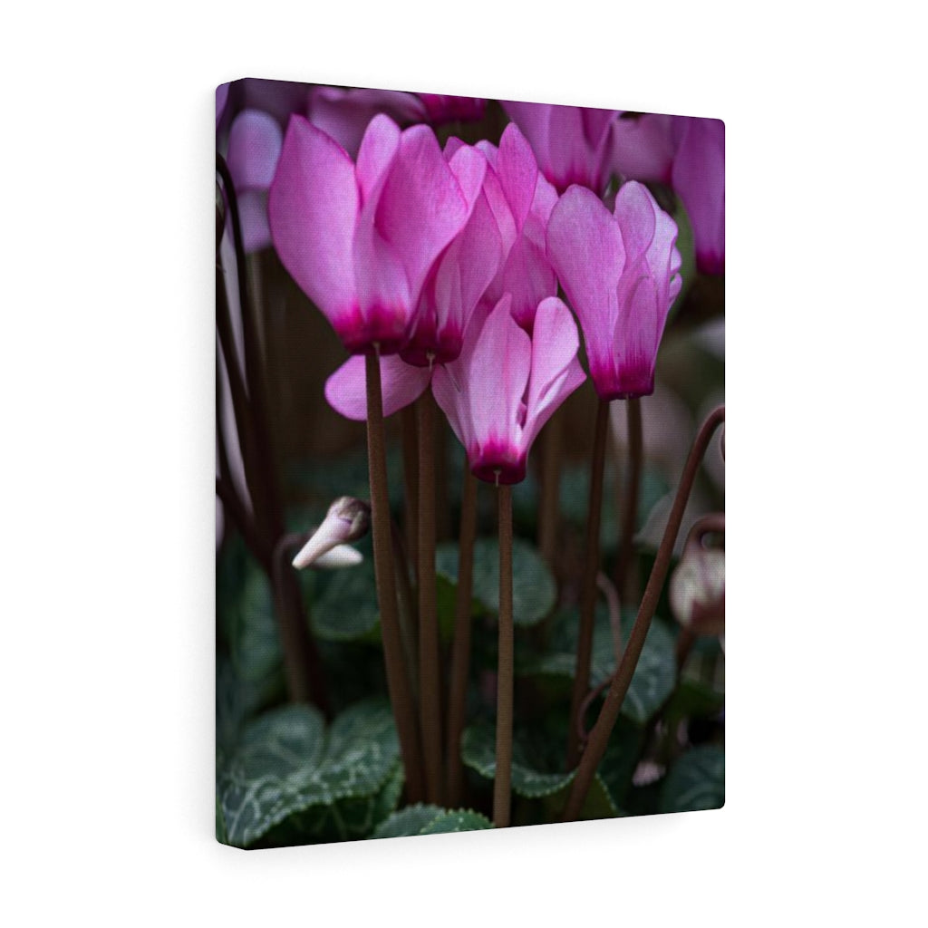 Cyclamen Reach - Canvas