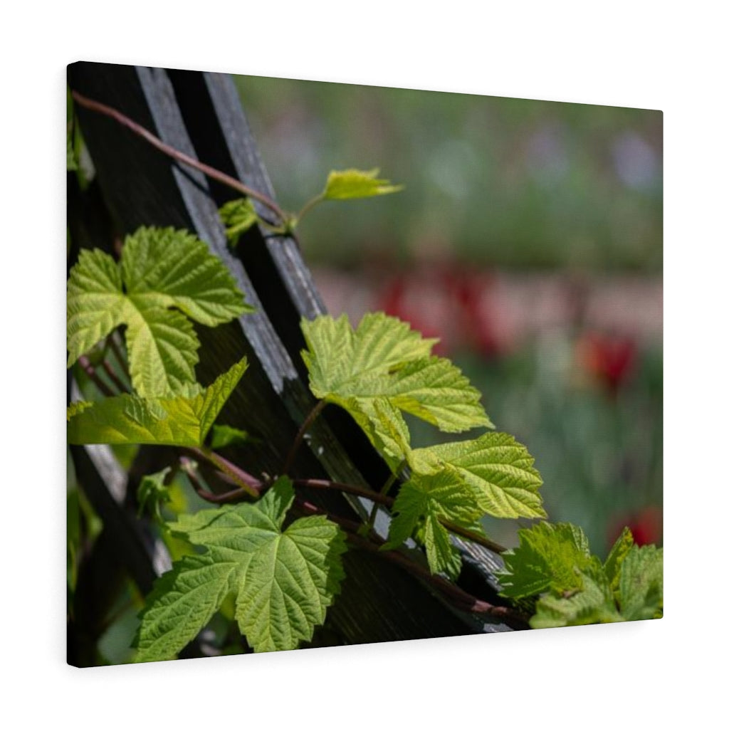 Ivy-Covered Fence - Canvas