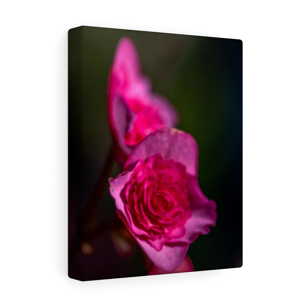 Hybrid Tea Lily - Canvas