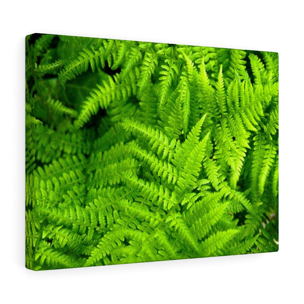 Ferns, Ferns, Ferns - Canvas