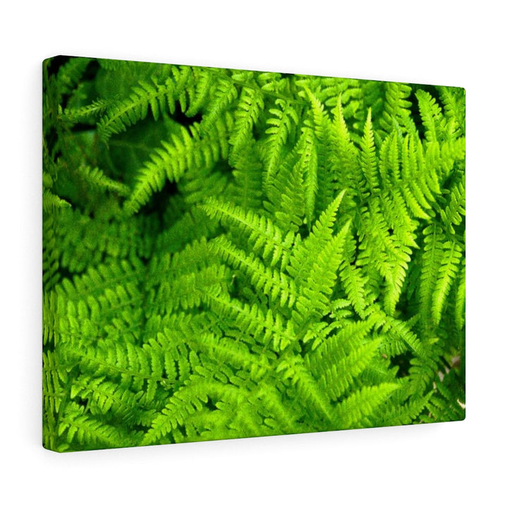 Ferns, Ferns, Ferns - Canvas