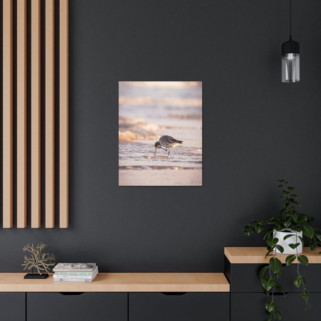 Willet Itch - Canvas