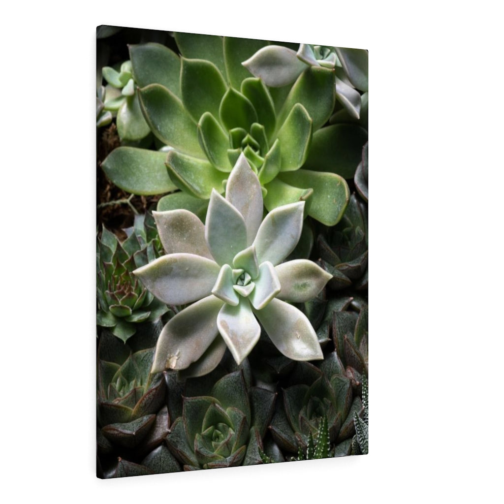 Succulent - Array - Canvas