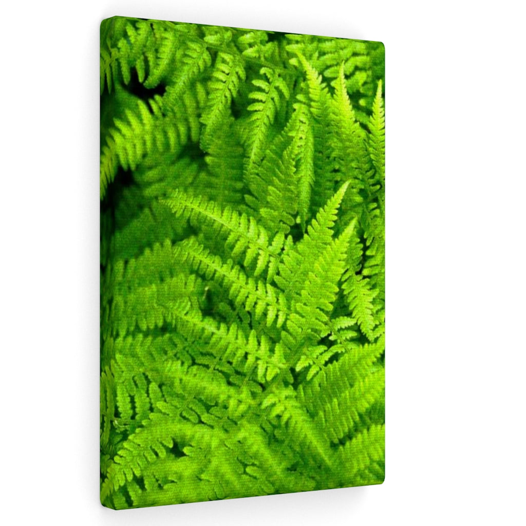 Ferns, Ferns, Ferns - Canvas