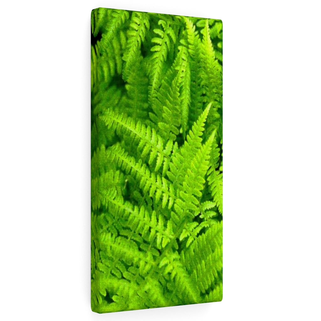 Ferns, Ferns, Ferns - Canvas