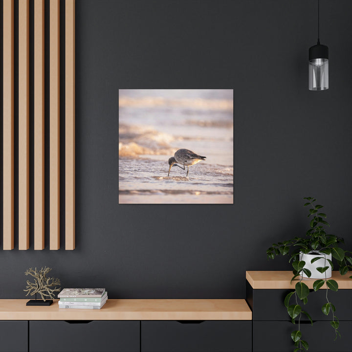 Willet Itch - Canvas