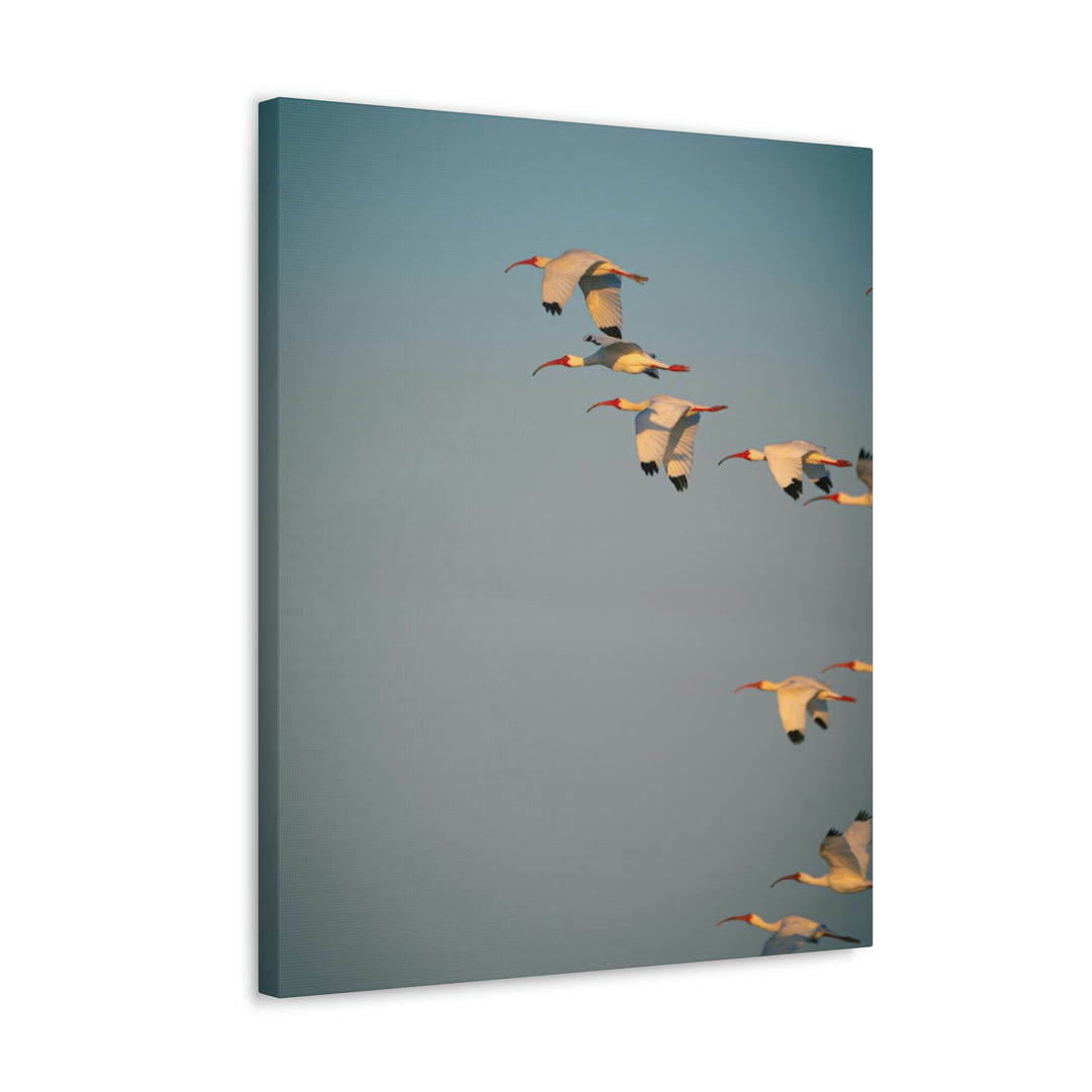 White Ibis in Flight - Canvas