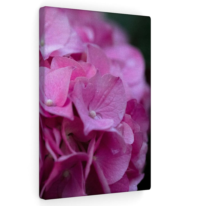 Pink Hydrangea Detail - Canvas