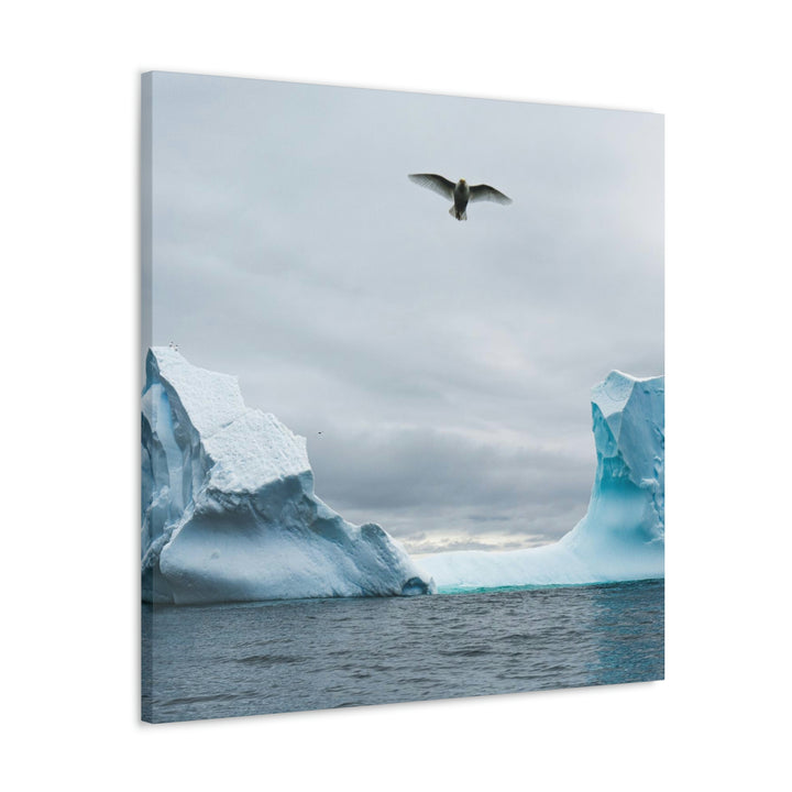 Antarctic Flight - Canvas