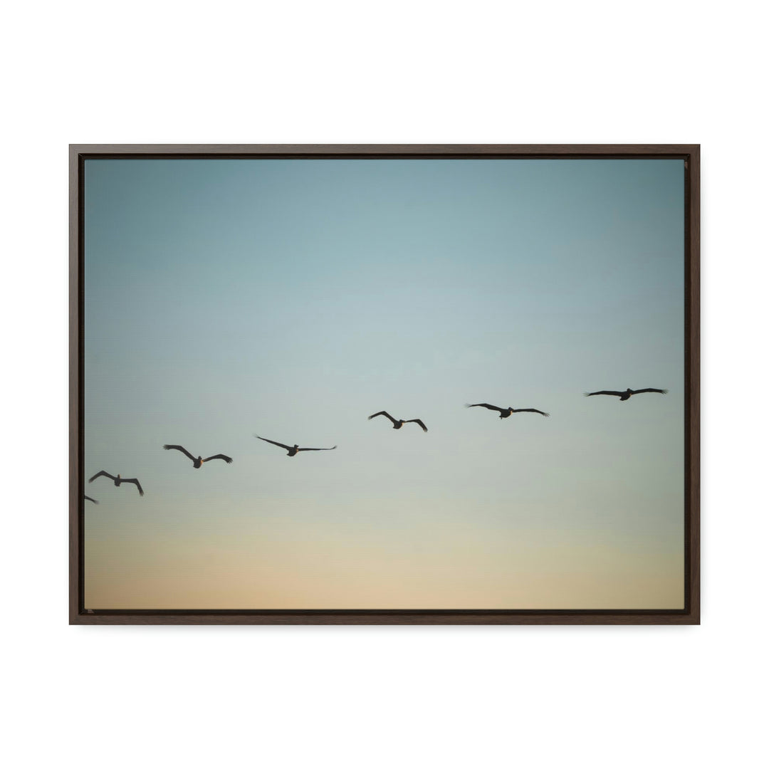 Brown Pelicans in Flight - Canvas with Frame